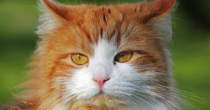 サイベリアンとPK欠損症（ピルビン酸キナーゼ欠損症）｜日本で6番目に人気の猫種が、検査推奨リストに名指しで載っている理由