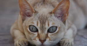 新加坡猫与丙酮酸激酶缺乏症（PK-Def）：23% 是所有猫种中最高的突变频率，源头是六只奠基猫