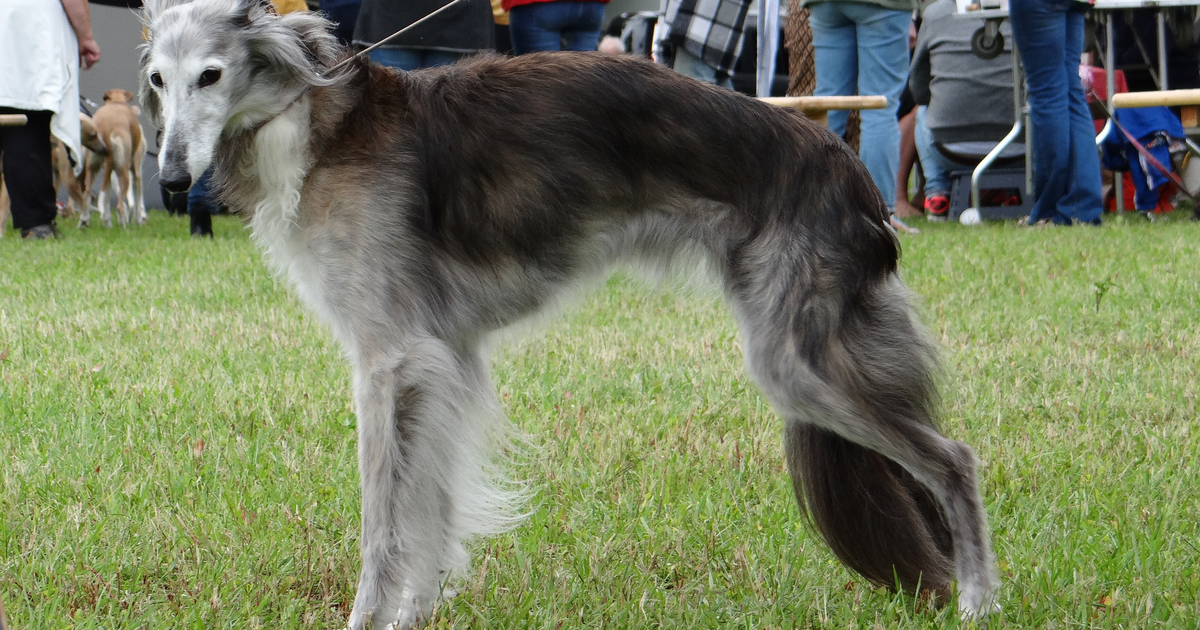 Silken Windhound