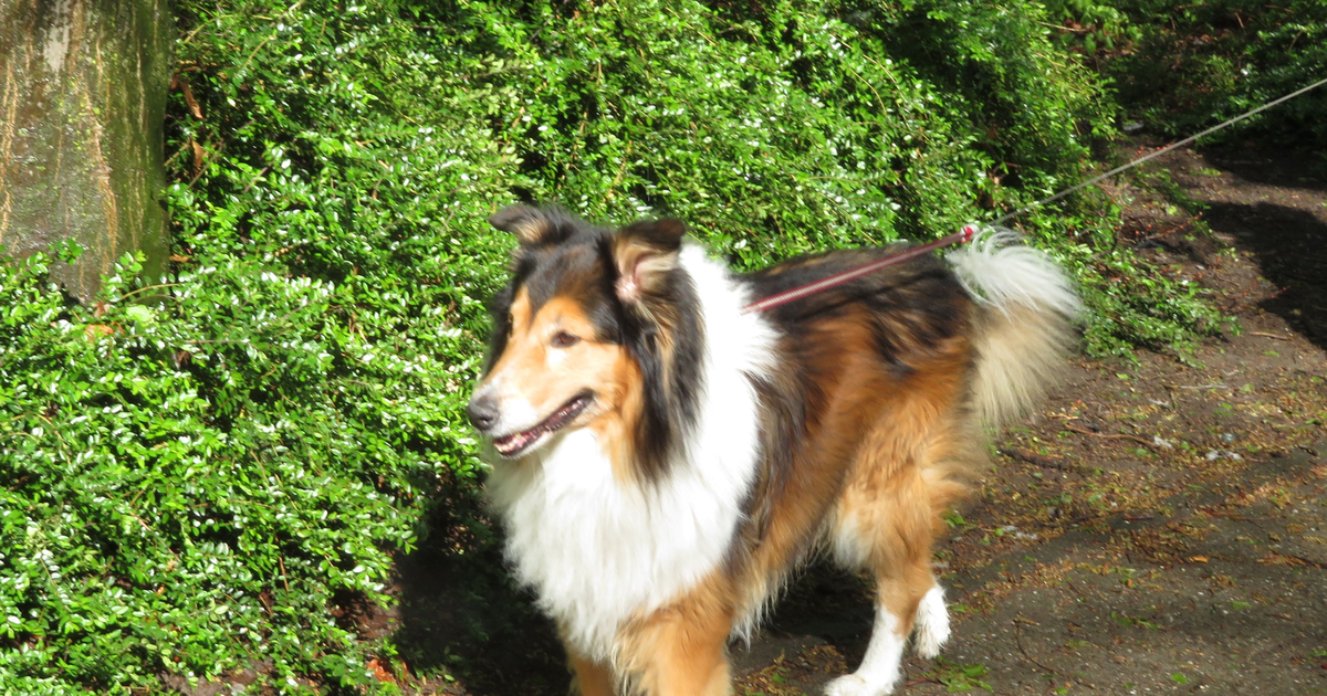 Rough Collie (real photo)
