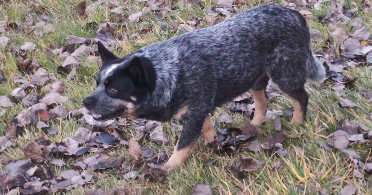 Australian Cattle Dog