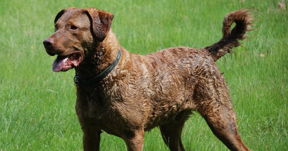 Chesapeake Bay Retriever standing on grass
