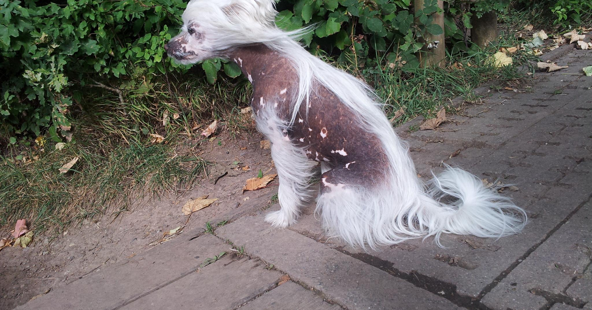 中国冠毛犬 Chinese Crested