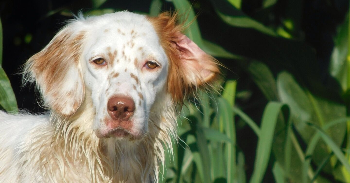 English Setter (real photo)