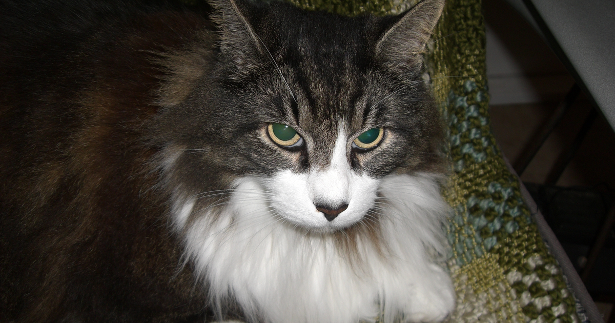Norwegian Forest Cat with thick neck ruff