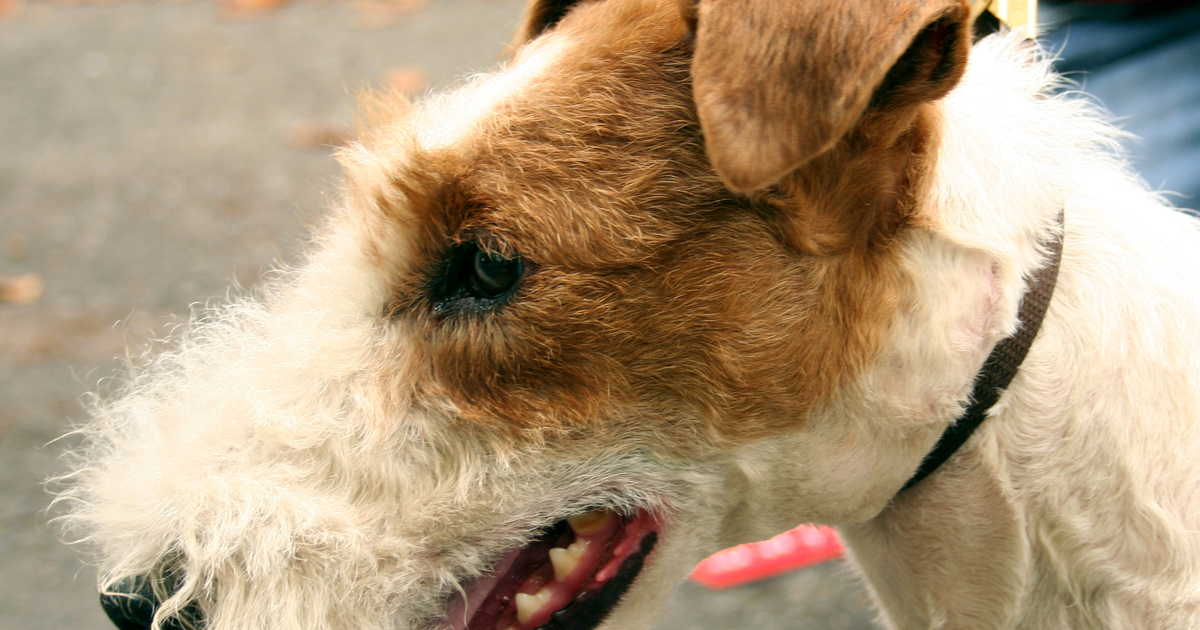 Wire Fox Terrier