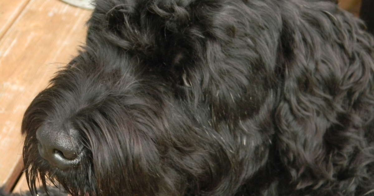 Black Russian Terrier