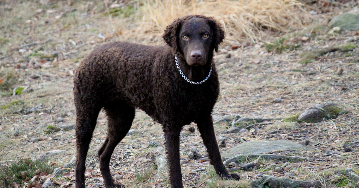 Liver Curly-Coated Retriever standing in profile outdoors