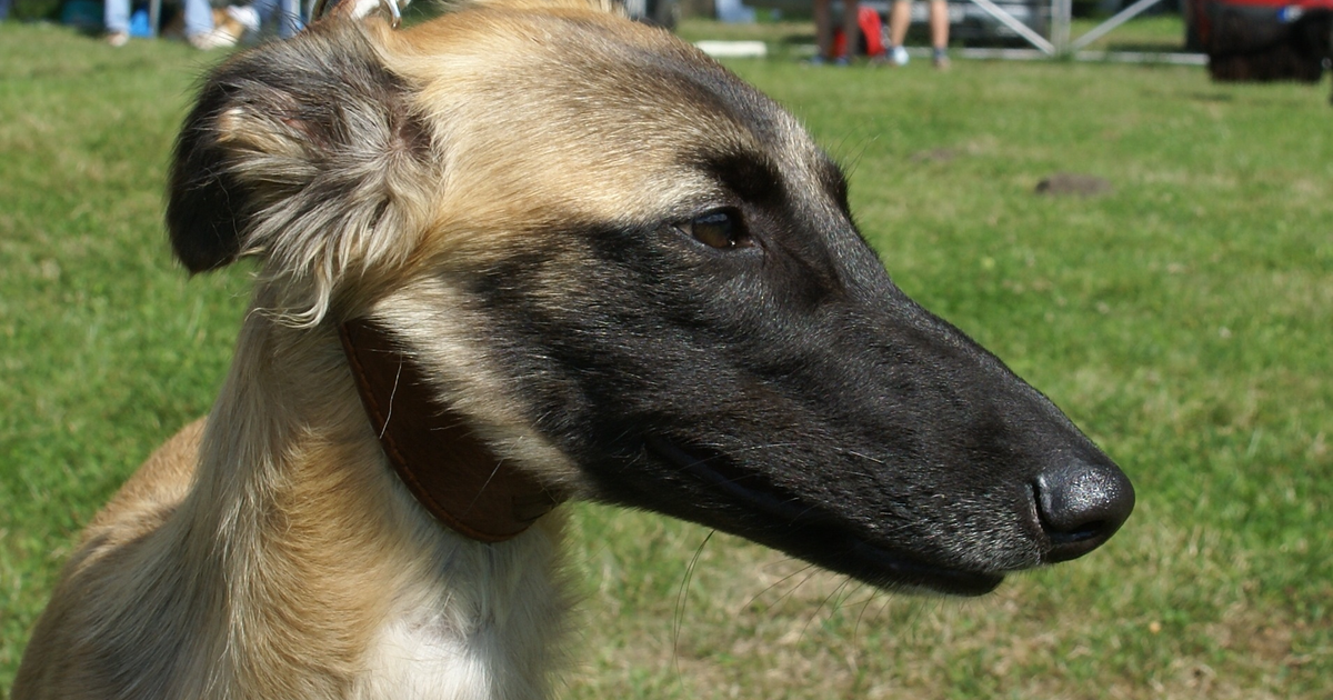 Langhaariger Whippet
