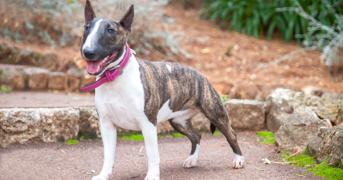 Miniature Bullterrier