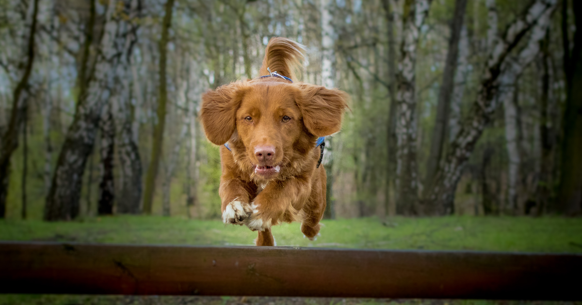 Nova Scotia Duck Tolling Retriever