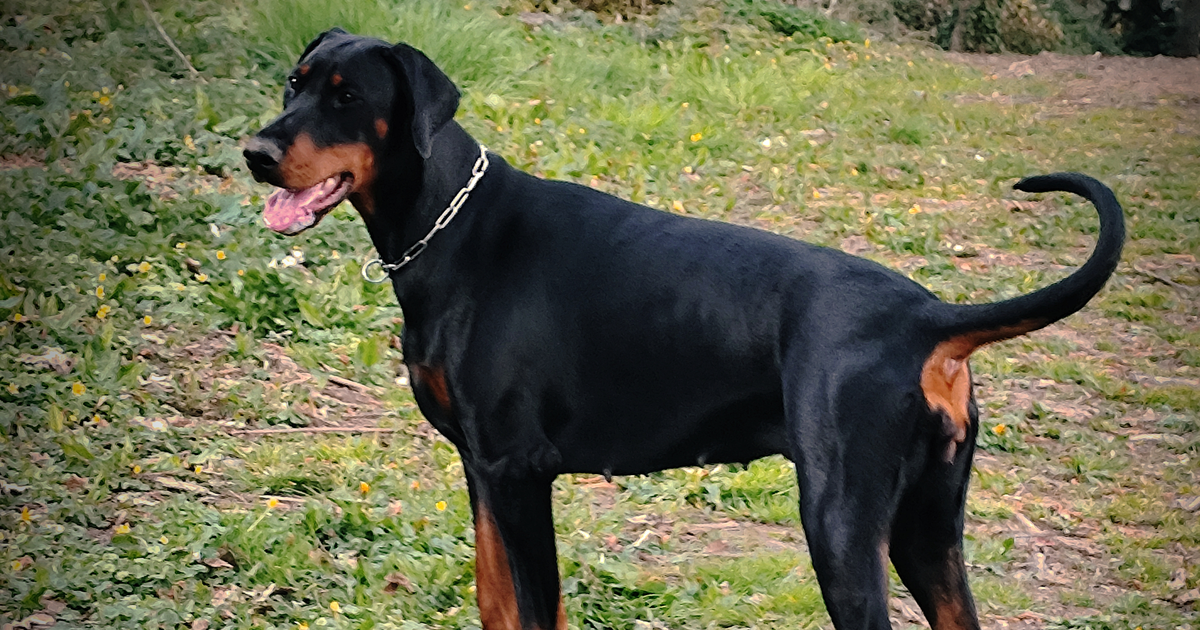 Dobermann