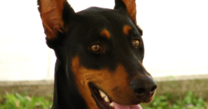 Narkolepsie beim Dobermann (HCRTR2): Warum das Gendiagnostikgesetz hier nicht greift — und der Test trotzdem sinnvoll ist