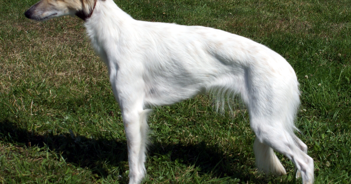 Long-haired Whippet