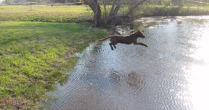 Chesapeake Bay Retriever SOD1 Test: One of the 5 Breeds That Defined Canine ALS Research