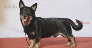 Lancashire Heeler and Collie Eye Anomaly: What the NHEJ1 Gene Test Really Shows