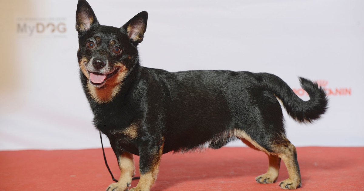 Lancashire Heeler