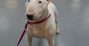 Miniature Bull Terrier and Primary Lens Luxation: What the ADAMTS17 Gene Test Really Shows