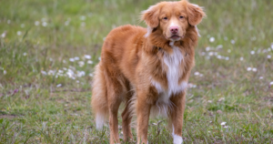 Nova Scotia Duck Tolling Retriever and Collie Eye Anomaly (CEA): What the NHEJ1 Gene Test Really Shows