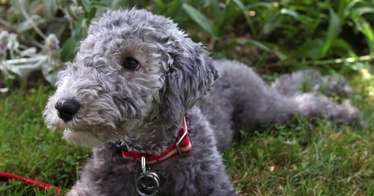 Bedlington Terrier