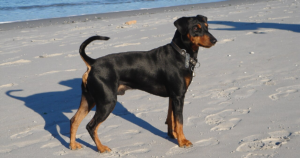 Glykogenspeicherkrankheit Typ Ia beim Deutschen Pinscher (G6PC1): 12 % Anlageträger — und warum das eine Folge der Rettung der Rasse ist