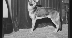 Mukopolysaccharidose Typ VII beim Deutschen Schäferhund (GUSB): die seltene Differentialdiagnose beim Welpen — und warum der SOD1-Test trotzdem wichtiger ist