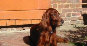 Krabbe-Krankheit beim Irischen Setter (GALC): Warum die Mutation genetisch unabhängig von der Terrier-Variante ist