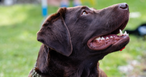 Narcolepsy in Labrador Retrievers (HCRTR2 c.1105+5G>A): The Splice Variant Behind Collapse on Excitement