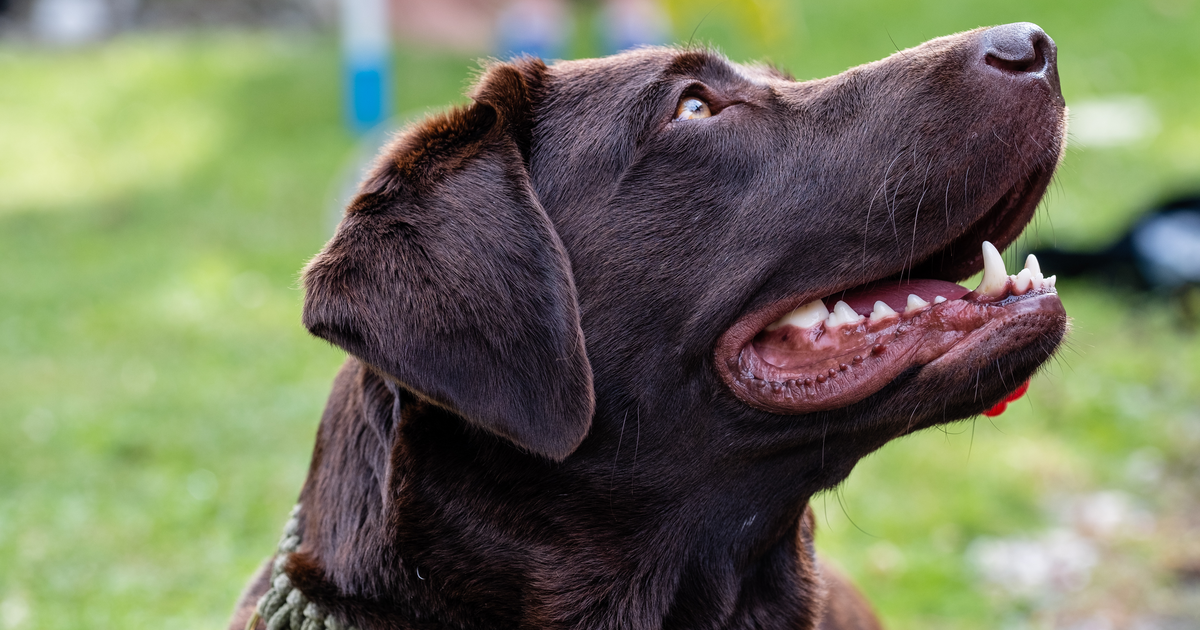 Head portrait of a chocolate Labrador Retriever outdoors