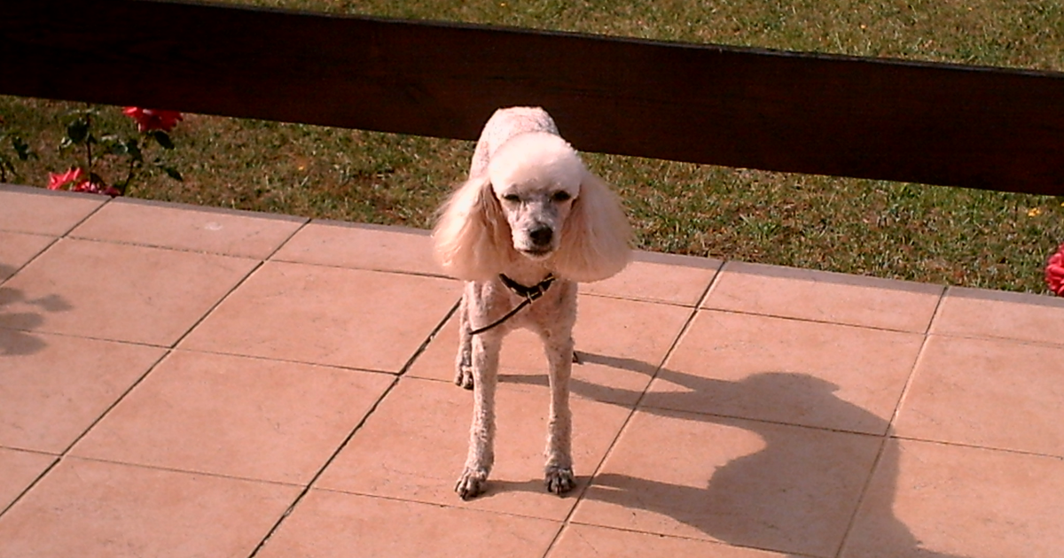 Miniature Poodle