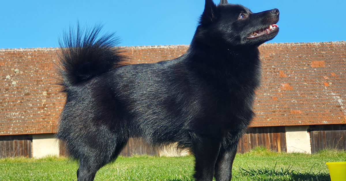 Black Schipperke standing in profile on grass