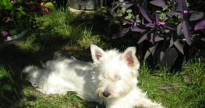 Globoid Cell Leukodystrophy (Krabbe Disease) in the West Highland White Terrier: The GALC Mutation Westies Share With Cairn Terriers
