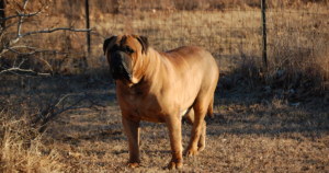 Bullmastiff-Albinismus OCA4 (SLC45A2): Uni Bern 2017 und die Inzucht