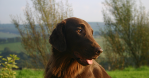 Flat Coated Retriever und Hunger: POMC-Adipositas laut Uni Cambridge