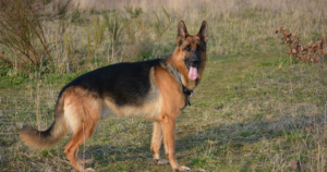 Schäferhund mit Hämophilie A (F8): die Göttinger Hündin von 2026