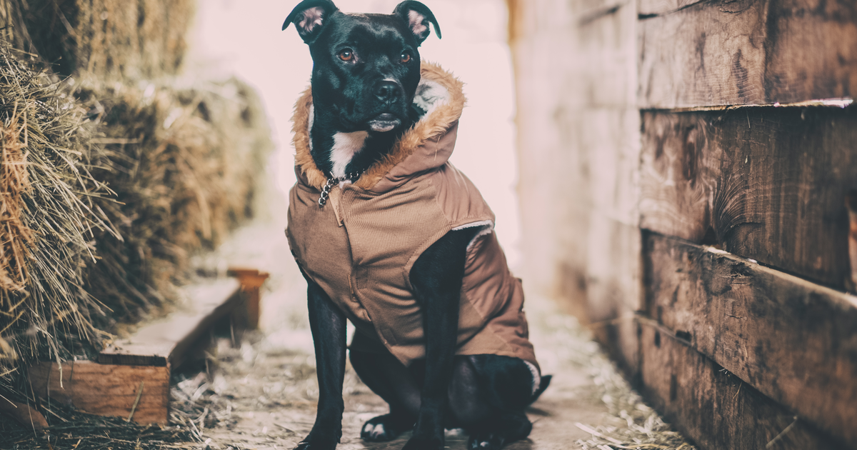 Ein schwarzer Staffordshire Bullterrier in einer Jacke vor einer Holzwand