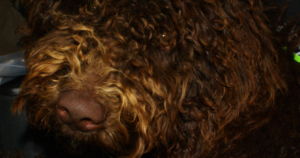 Spanischer Wasserhund: angeborene Hypothyreose (TPO) – MSU-Studie 2013