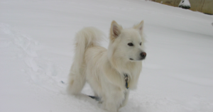 American Eskimo Dog Thrombopathia (RASGRP2): What Auburn Found in 2006