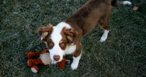 Australian Shepherd Natural Bobtail (TBXT): A 2009 23-Breed Study