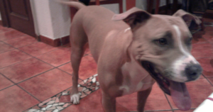 American Staffordshire Terrier DVL2 Screw Tail: Helsinki CT Study of 285 Dogs