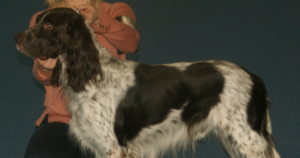 French Spaniel Acral Mutilation Syndrome (GDNF): Montreal to Rennes 2016