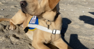 Labrador Always Hungry? POMC, Guide Dogs and Cambridge Science
