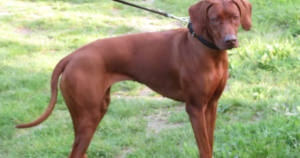 Rhodesian Ridgeback Hemophilia B (F9): The 2011 Hannover G244E Study