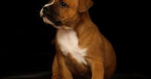 Staffordshire Bull Terrier L-2-HGA (L2HGDH): AHT Research and 27 Dogs