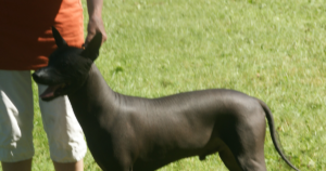 Xoloitzcuintli Hairless Gene FOXI3: Bern 2008 Study on Coats and Teeth