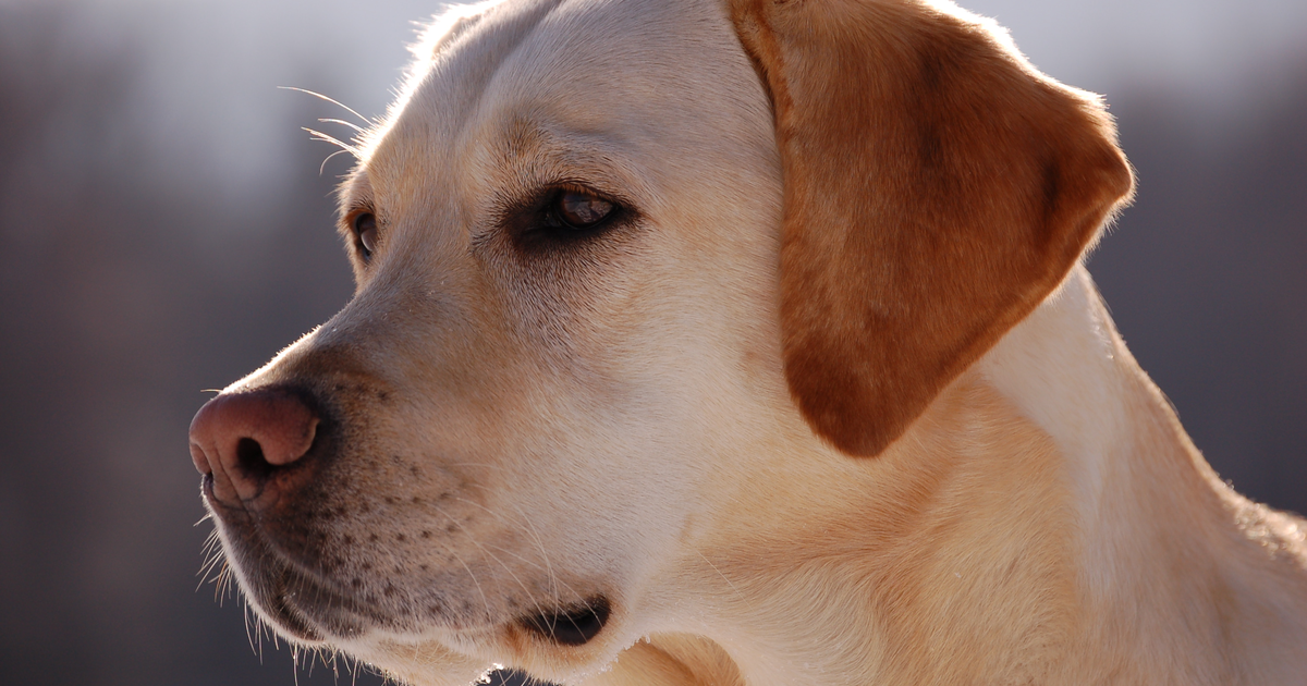 Labrador Retriever