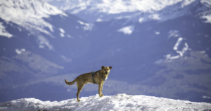 Dog DNA Test: What It Can and Cannot Tell You, According to Research